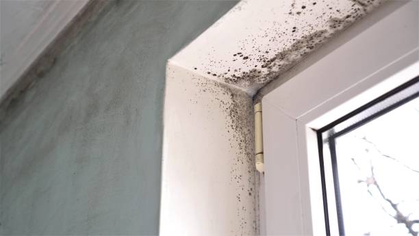 Best Best Mold Removal Companies  in Leesville, LA