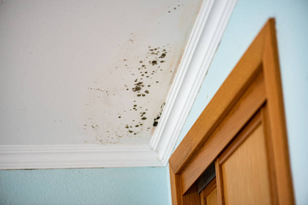 Best Mold Cleaning Services  in Leesville, LA