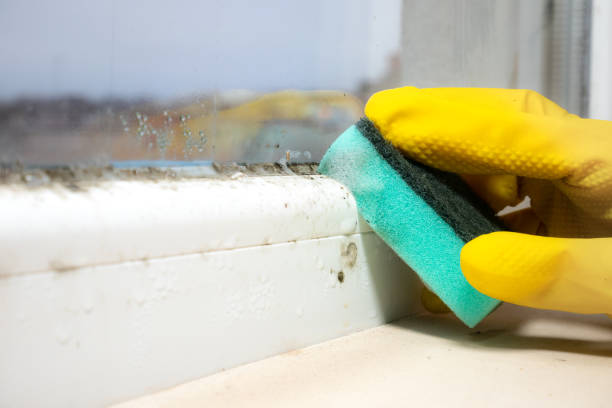 Best Mold Remediation Experts  in Leesville, LA