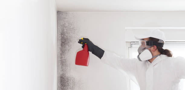Best Professional Mold Removal  in Leesville, LA