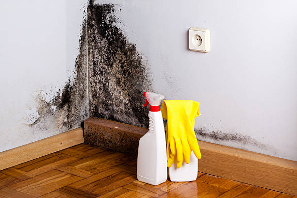 Best Certified Mold Removal  in Leesville, LA